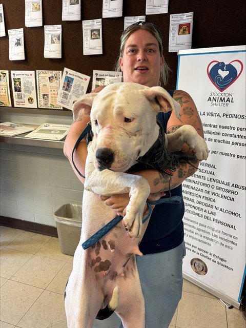 ANA LUCIA - Pit Bull Terrier available for adoption