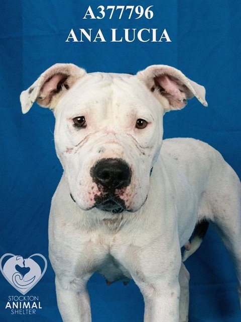 ANA LUCIA - Pit Bull Terrier available for adoption