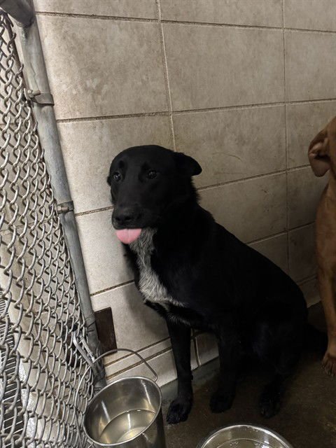 ROSCOE - Border Collie available for adoption