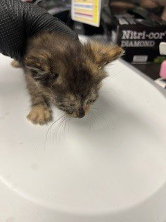ARIEL - Domestic Short Hair available for adoption