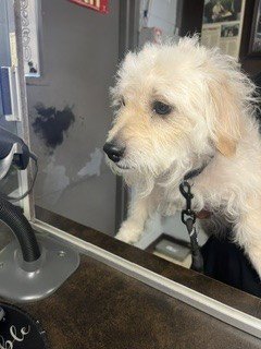 MONIE - Poodle (Miniature) available for adoption