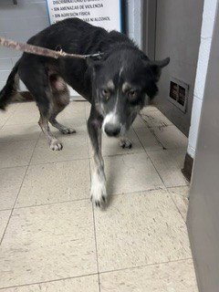 BARNEY - Siberian Husky available for adoption