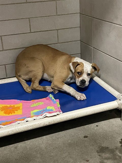 PRINCE HERBERT - Pit Bull Terrier for adoption in Stockton