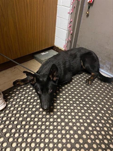 PRANCER - Dutch Shepherd available for adoption