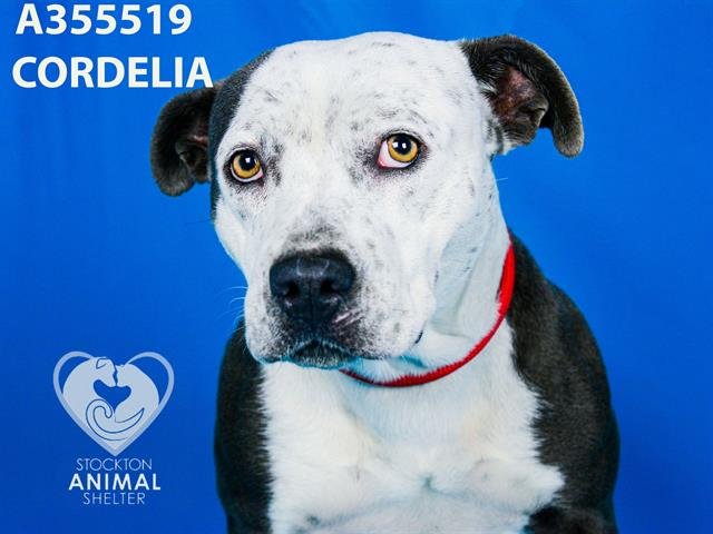 CORDELIA Image