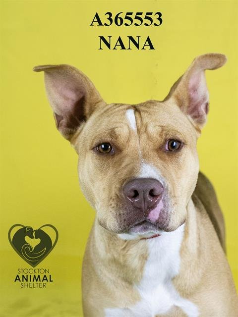 NANA - Pit Bull Terrier available for adoption