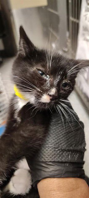 ANNA        YELLO - Domestic Short Hair available for adoption