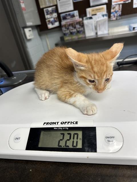 CARLOS - Domestic Short Hair available for adoption