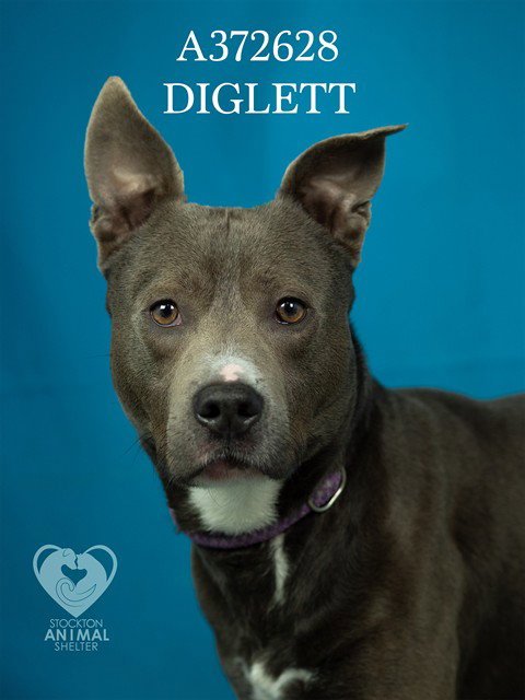 DIGLETT - Pit Bull Terrier available for adoption