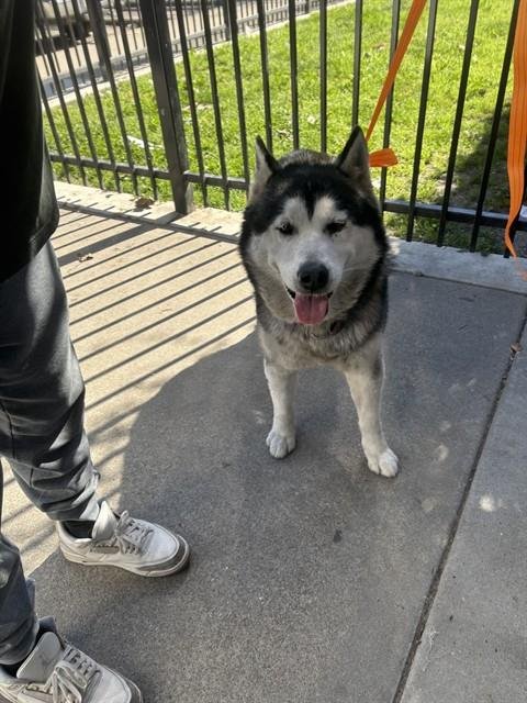 POLIWAG - Siberian Husky available for adoption