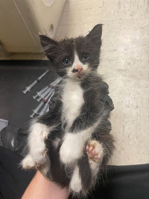 KYLE - Domestic Long Hair available for adoption