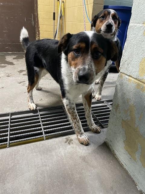 STAR - Border Collie available for adoption