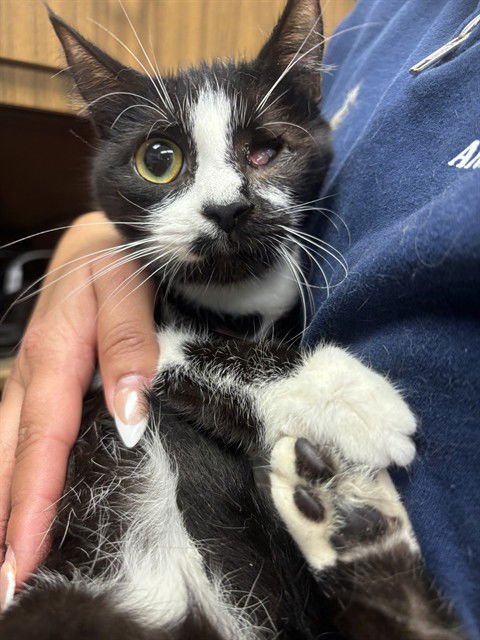 WINKIE - Domestic Short Hair available for adoption