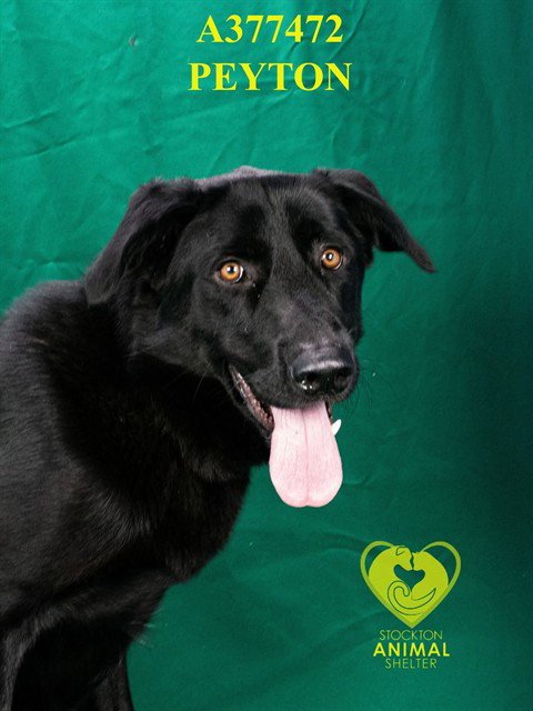 PEYTON - Labrador Retriever available for adoption