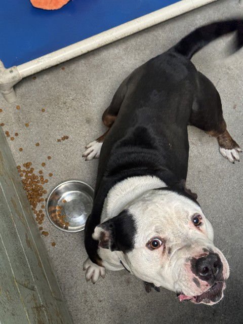 DIEGO - Pit Bull Terrier available for adoption