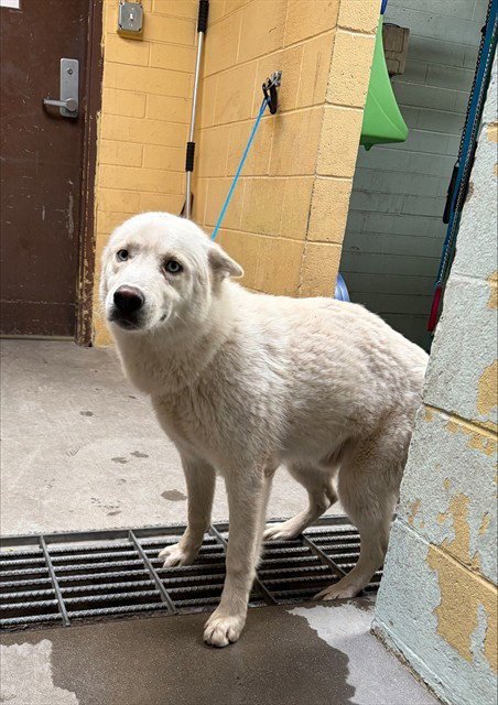 DOC - Siberian Husky available for adoption