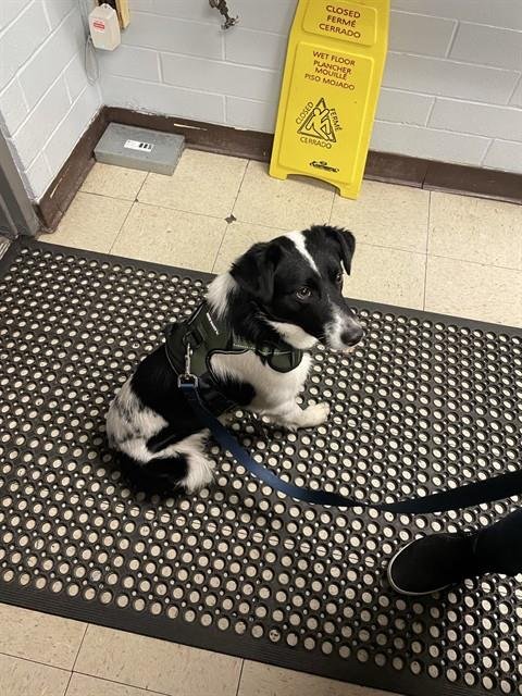 MAX - Border Collie available for adoption