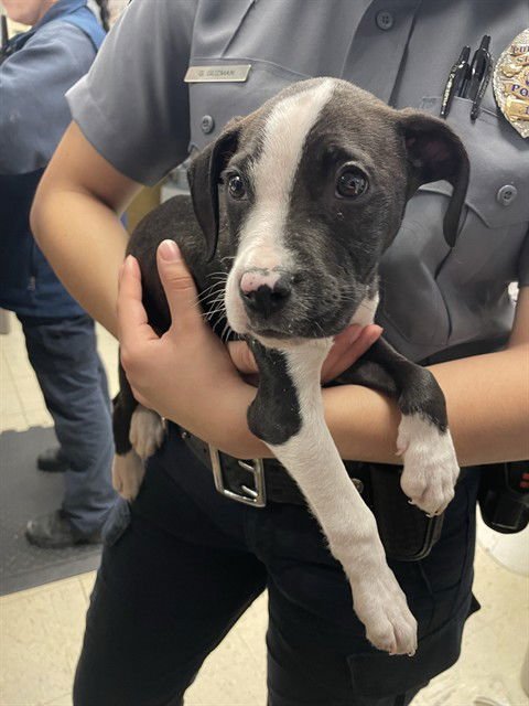 A371272 - Pit Bull Terrier available for adoption