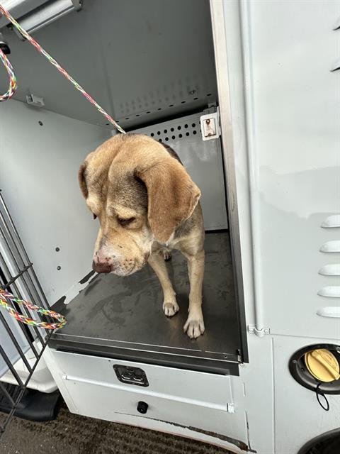 BETO - Beagle available for adoption