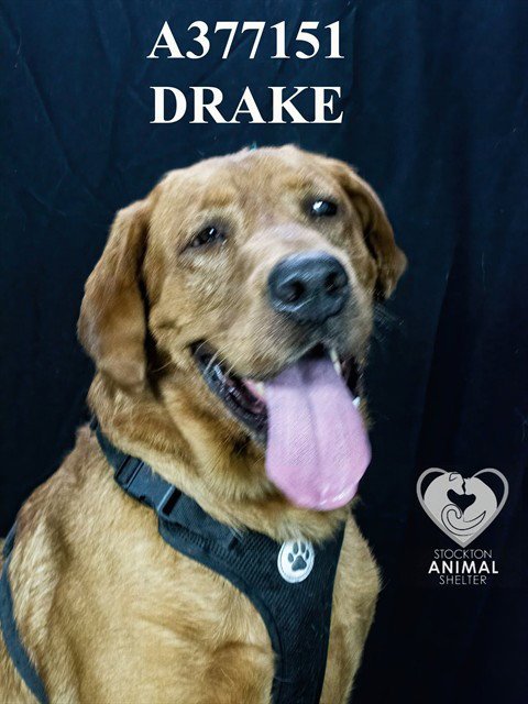 DRAKE Image