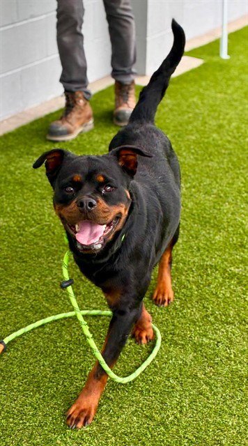 BETTY - Rottweiler available for adoption