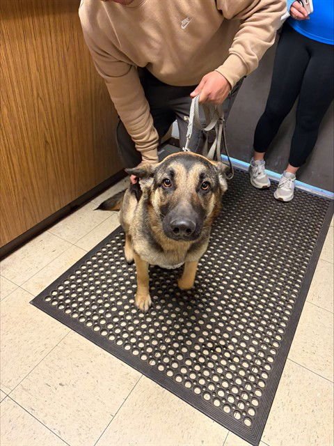 A372201 - German Shepherd Dog available for adoption