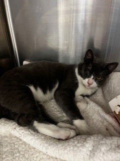 POPEYE - Domestic Short Hair available for adoption