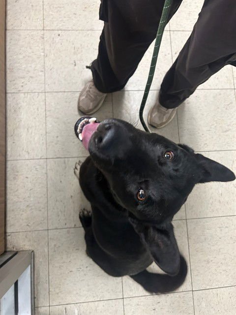 RUMBLE - German Shepherd Dog / Siberian Husky available for adoption