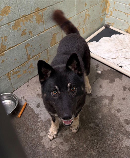 JUBILEE - Australian Shepherd available for adoption