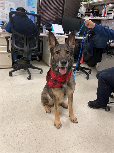 BELLA - German Shepherd Dog available for adoption