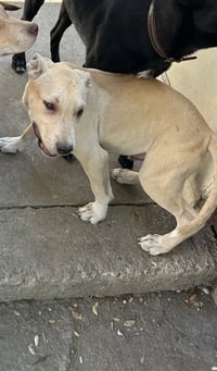 ESTRELLA - Photo 1