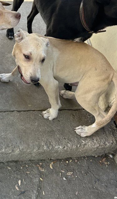 ESTRELLA - Pit Bull Terrier available for adoption