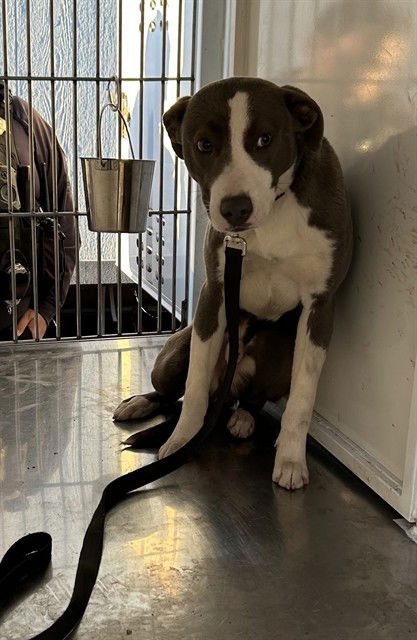 STAN - Pit Bull Terrier available for adoption