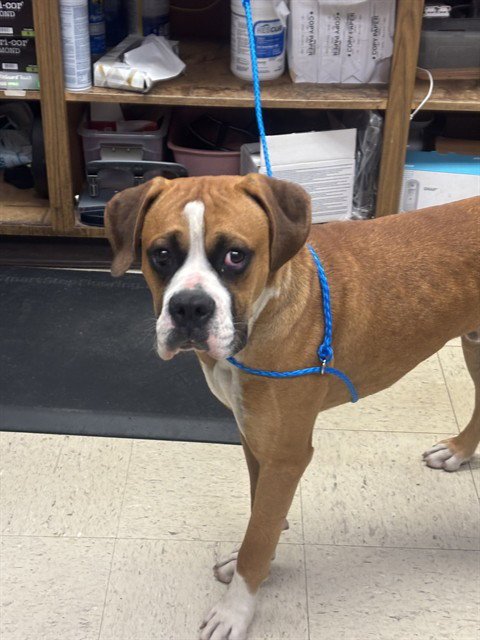 CHARLIE - Boxer available for adoption