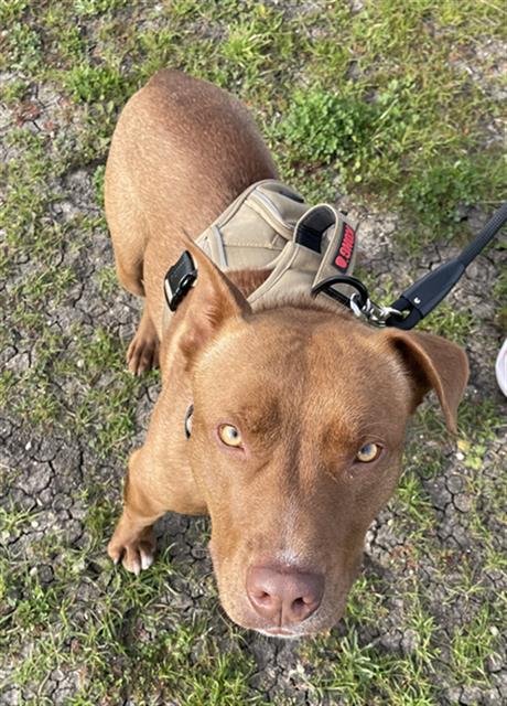 MAOMAO - Pit Bull Terrier available for adoption
