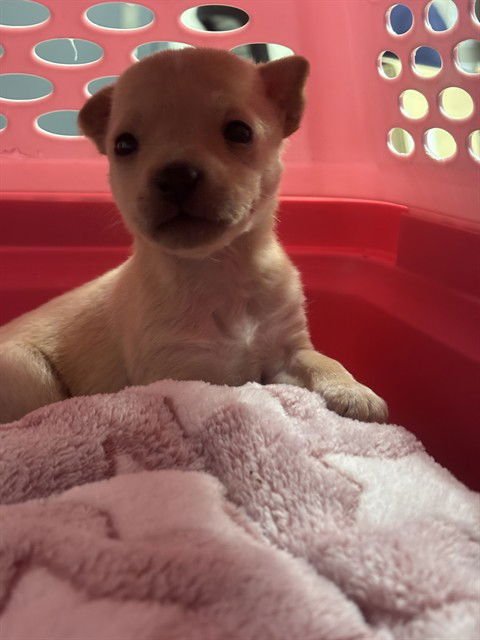 A371448 - Chihuahua available for adoption