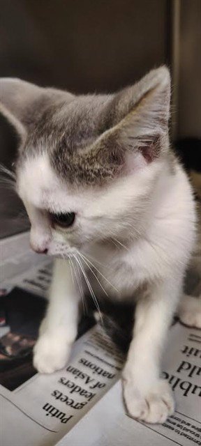 A378131 - Domestic Short Hair available for adoption