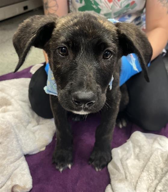 SIKANDAR - Plott Hound for adoption in Stockton