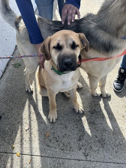 CINAMMON - German Shepherd Dog available for adoption