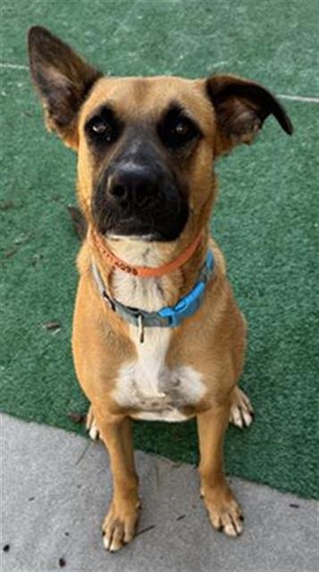 TANNER - German Shepherd Dog available for adoption