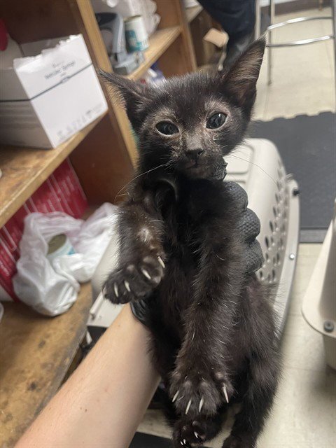 NACHO - Domestic Short Hair available for adoption