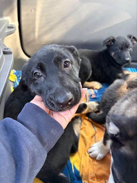 MISS PIGGIE - German Shepherd Dog available for adoption