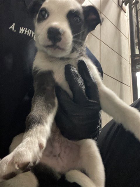 BRAYDEN - Australian Cattle Dog/Blue Heeler available for adoption