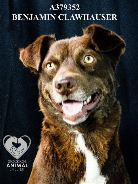BENJAMIN CLAWHAUSER - Australian Cattle Dog/Blue Heeler available for adoption