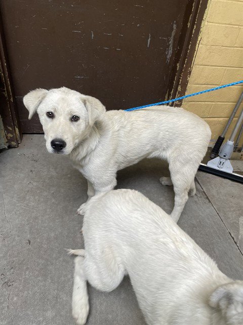 SHELLIE - Akbash available for adoption