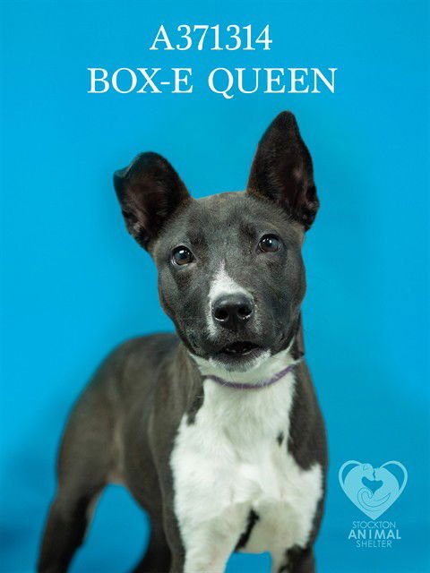 BOX-E QUEEN - Pit Bull Terrier / Labrador Retriever available for adoption