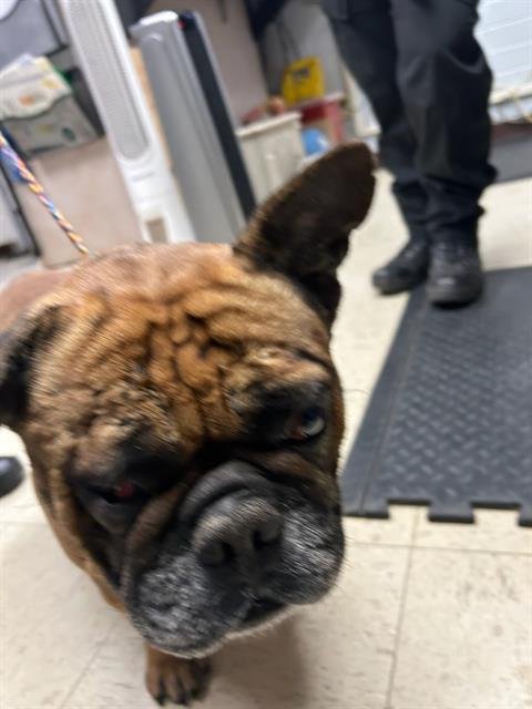 WIGGINS - French Bulldog available for adoption