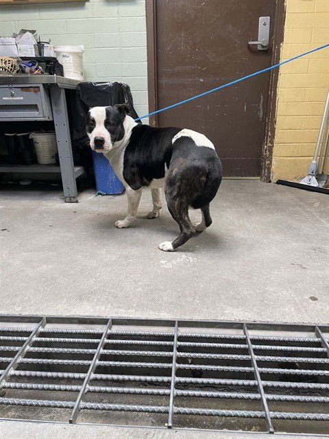 SHAMEUS - Pit Bull Terrier / Border Collie available for adoption