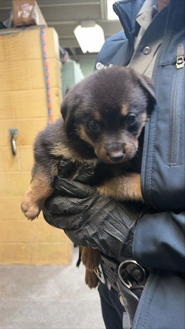 SASHA - Rottweiler available for adoption