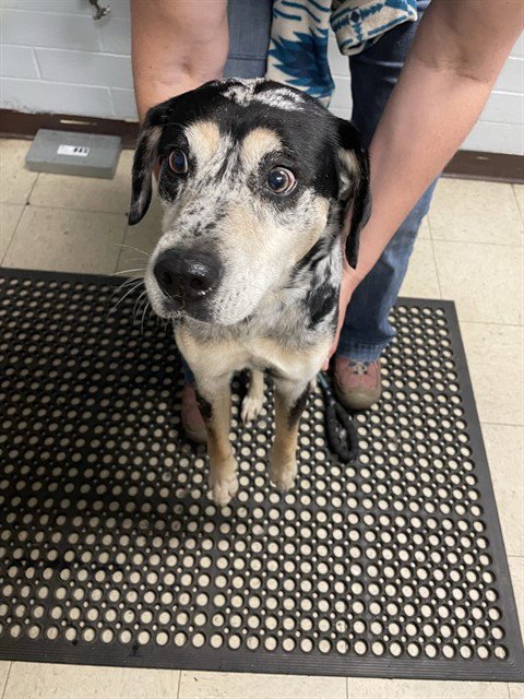 ANNABETH - Catahoula Leopard Dog available for adoption